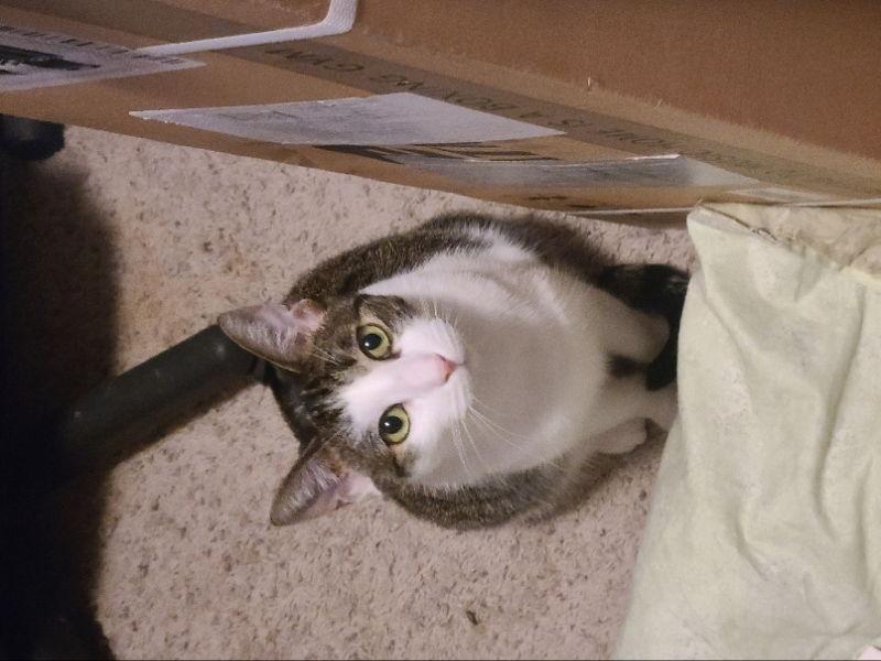 Emmy, a Adoptable Domestic Short Hair in Mesa, AZ image 2/3