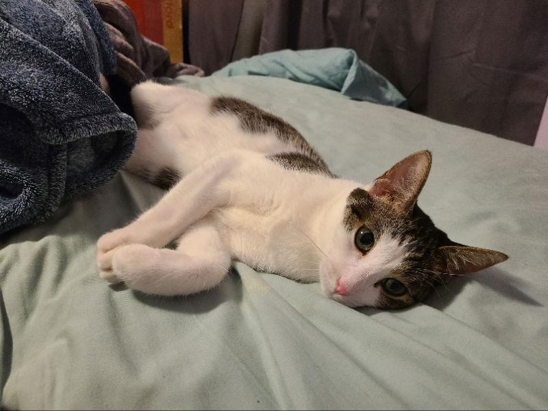 Emmy, a Adoptable Domestic Short Hair in Mesa, AZ image 3/3