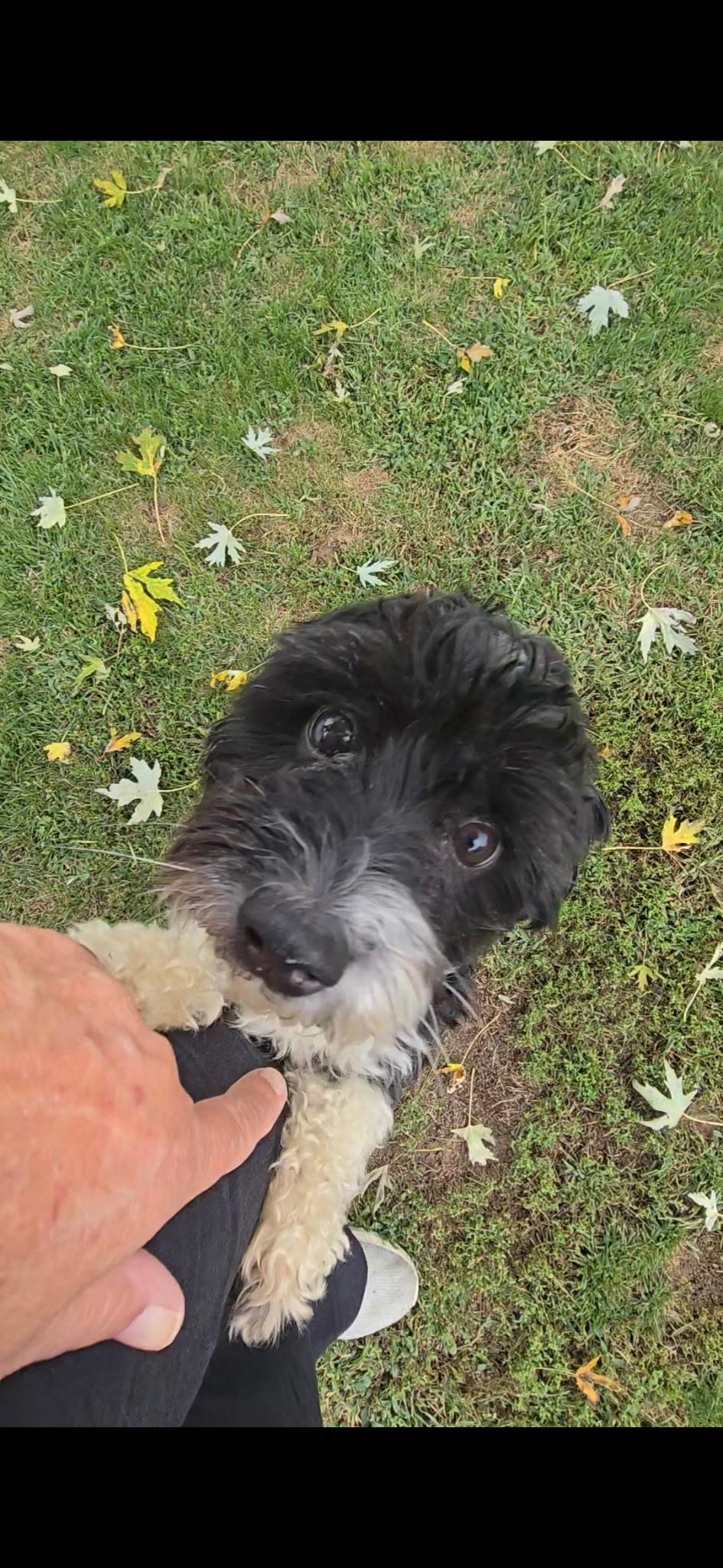 Enlarge Storm, a Adoptable mixed breed in Freeport, NY image 2/3