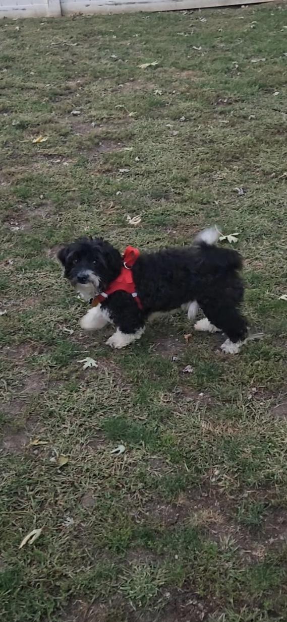 Enlarge Storm, a Adoptable mixed breed in Freeport, NY image 3/3