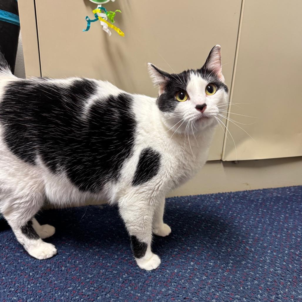 Princess, Adoptable, Adult Female American Shorthair.