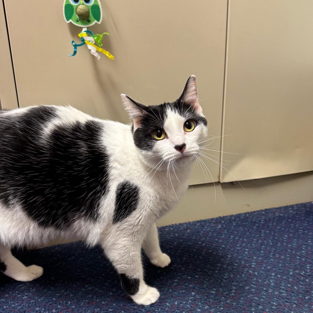 Princess, a Adoptable American Shorthair in Sullivan, IL image 2/2