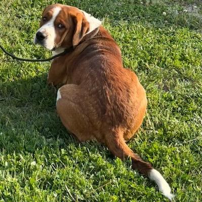 BEETHOVEN, a Adoptable mixed breed in Wilmington, OH image 3/3