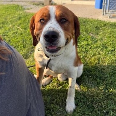 BEETHOVEN, a Adoptable mixed breed in Wilmington, OH image 1/3