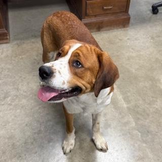 BEETHOVEN, a Adoptable mixed breed in Wilmington, OH image 2/3