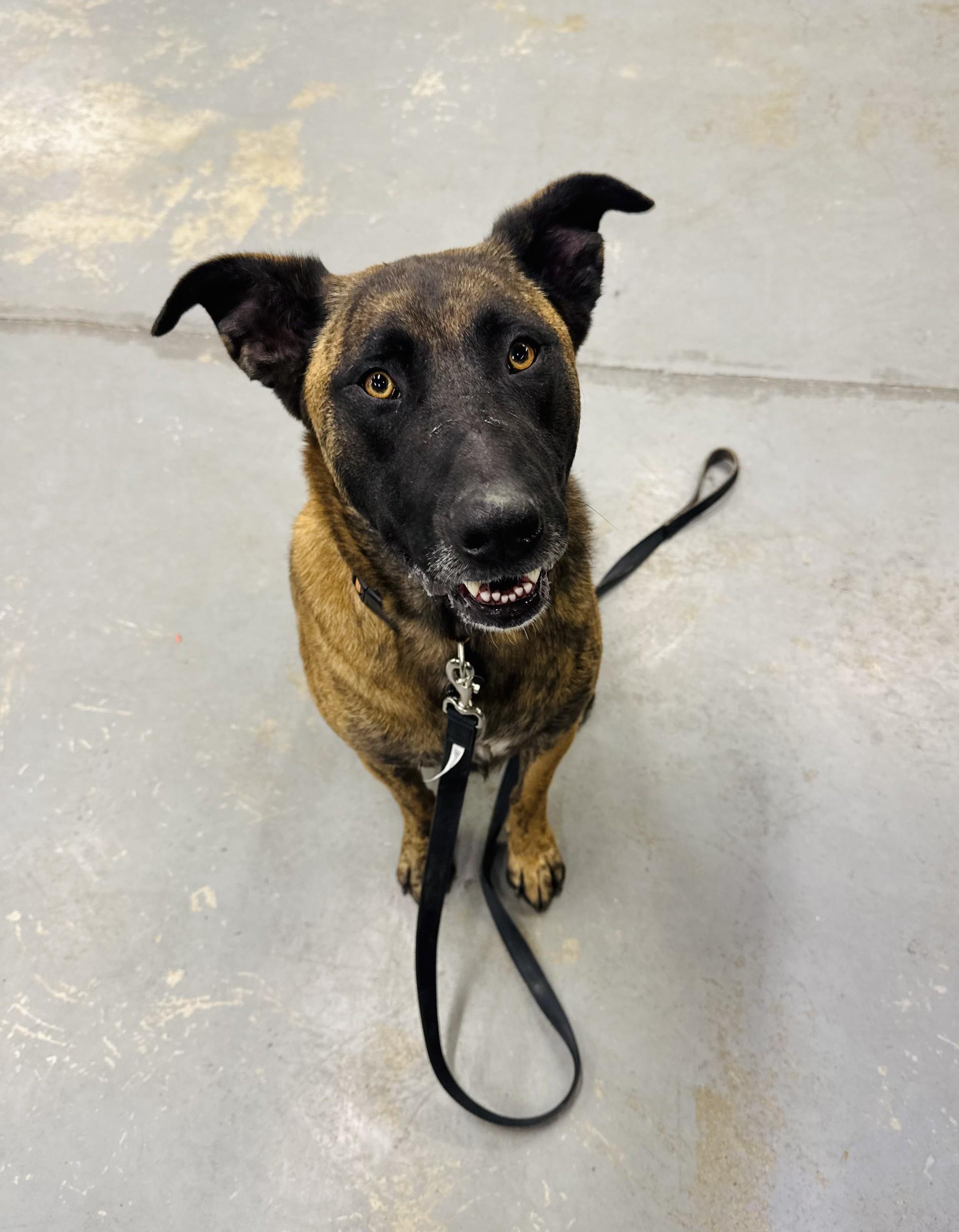 Enlarge Pluto, a Adoptable mixed breed in Billings, MT image 1/1