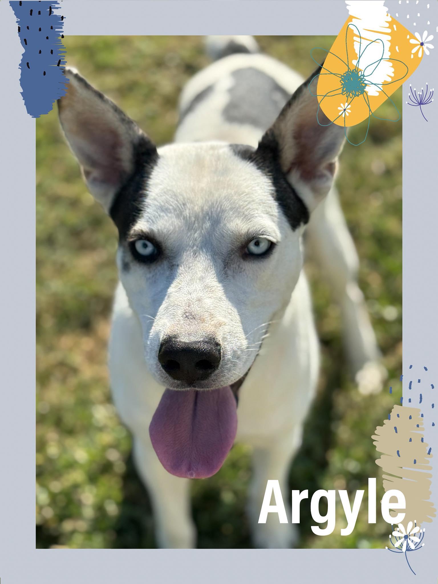 Argyle, Adoptable, Young Male Terrier.