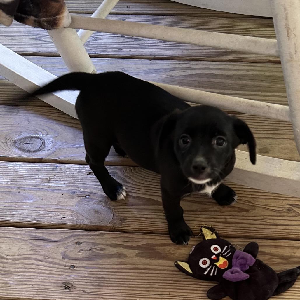 MIRACLE - Miniature Dachshund for adoption in Birmingham