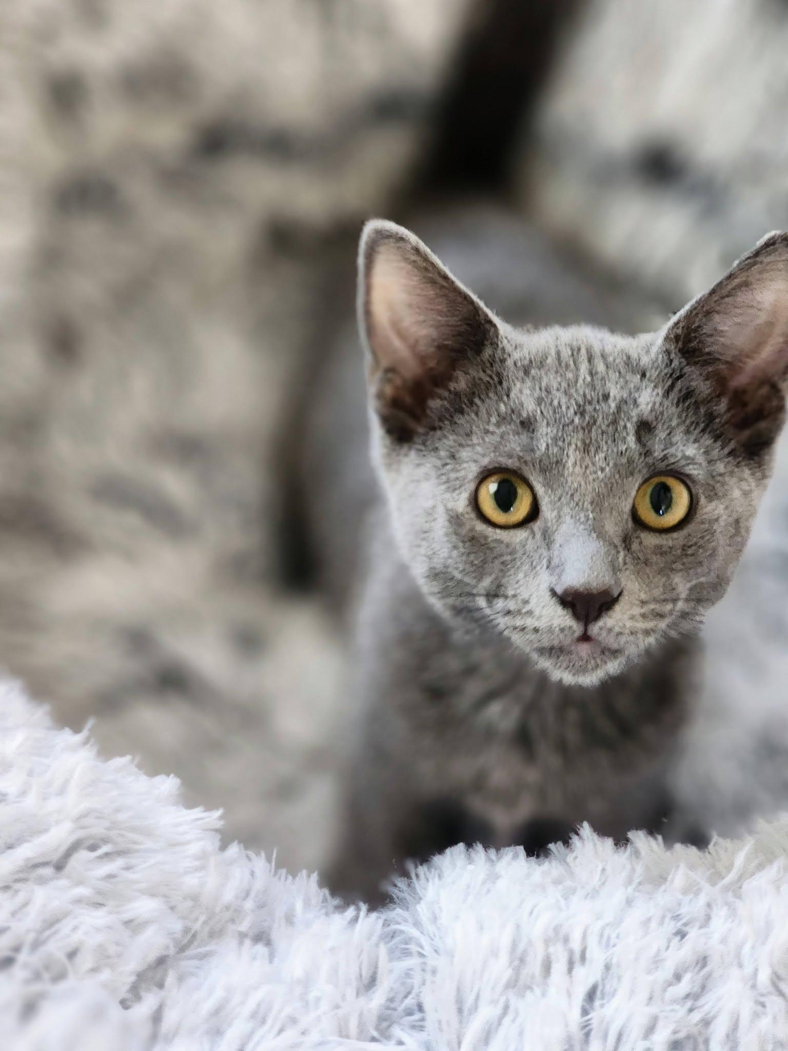 Tooter (Bonded to Scooter), Adopted, Kitten Male Russian Blue.