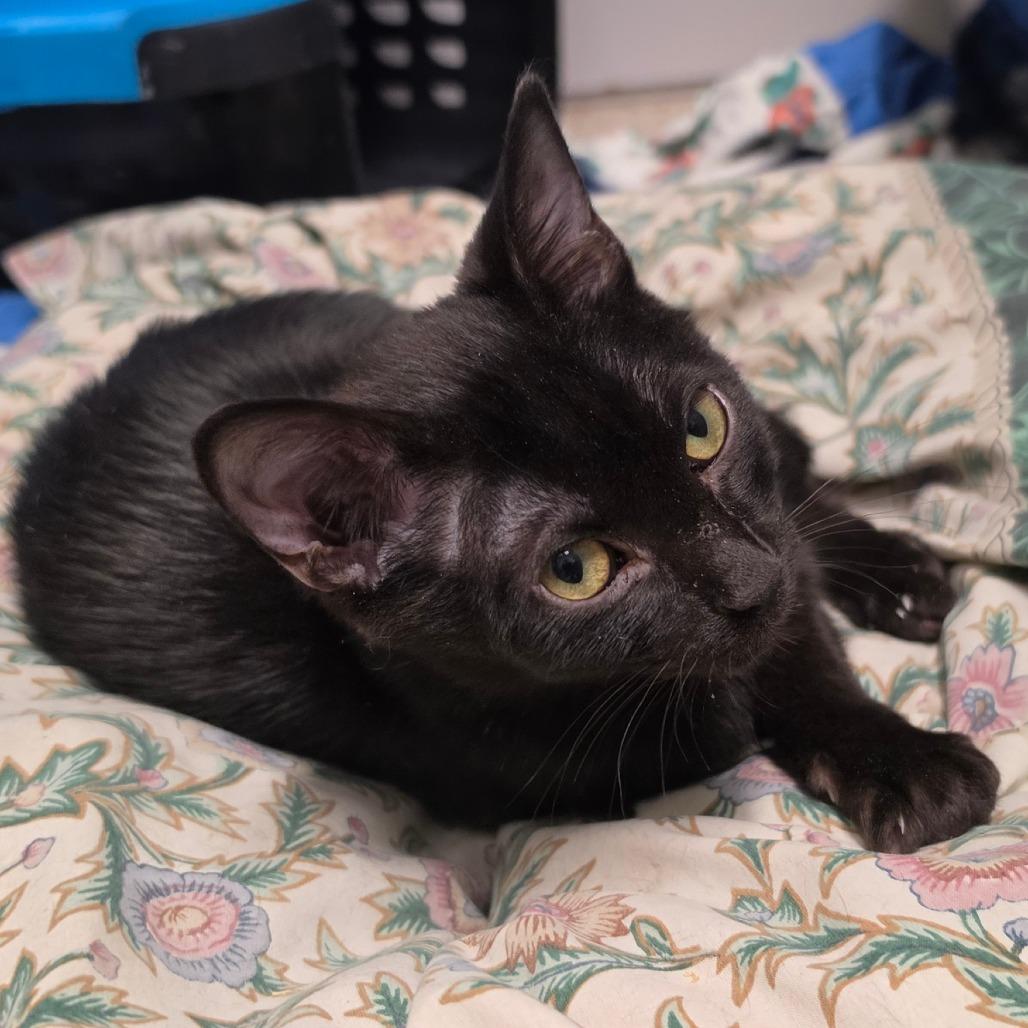 Enlarge Bob, a Adoptable American Shorthair in Melrose, FL image 1/1