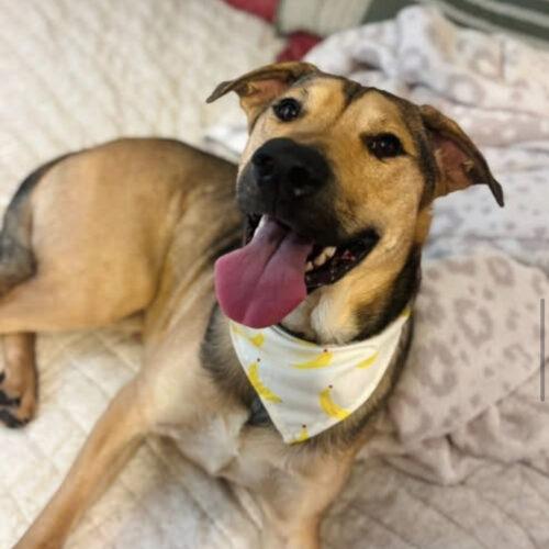 Enlarge Luca, a Adoptable mixed breed in Edmond, OK image 1/6
