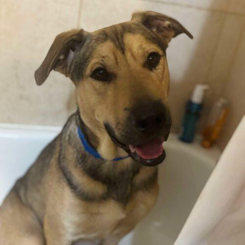 Enlarge Luca, a Adoptable mixed breed in Edmond, OK image 2/6