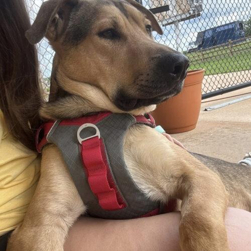 Enlarge Luca, a Adoptable mixed breed in Edmond, OK image 3/6