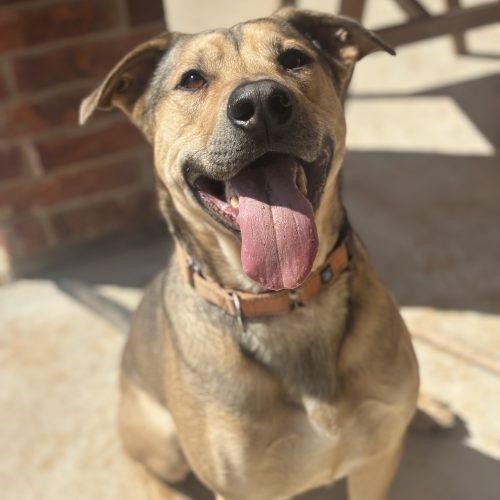 Enlarge Luca, a Adoptable mixed breed in Edmond, OK image 4/6