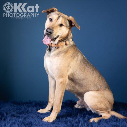 Enlarge Luca, a Adoptable mixed breed in Edmond, OK image 6/6