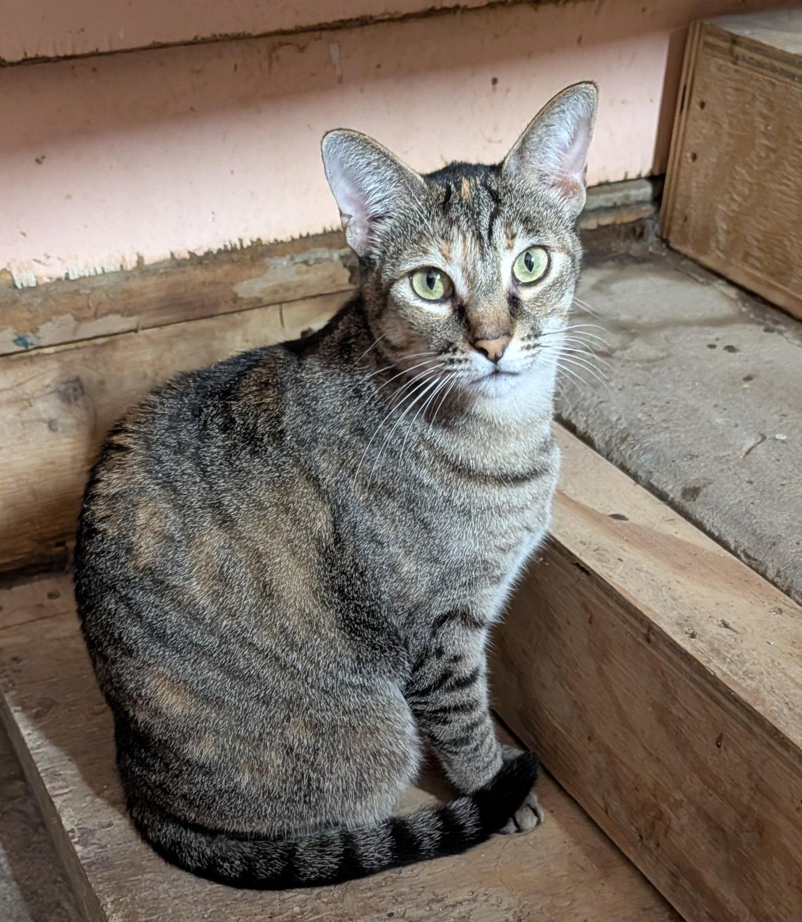 Cougar, Adoptable, Adult Female Domestic Short Hair.
