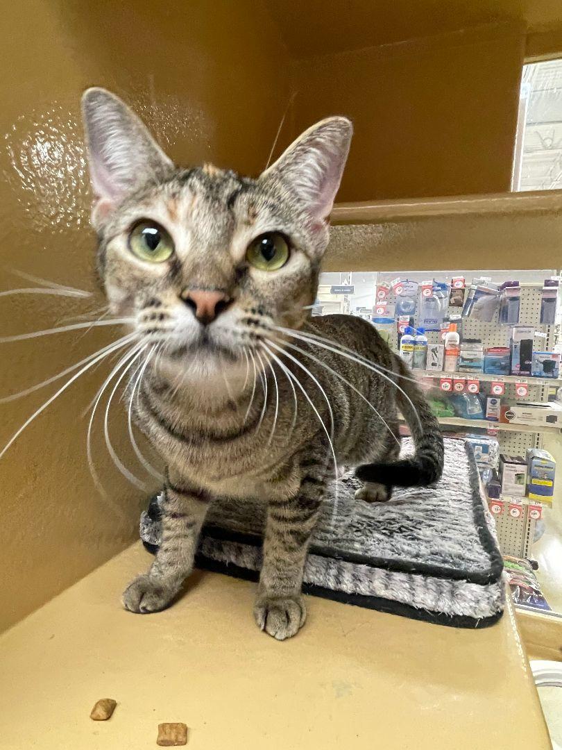 Cougar, Adoptable, Adult Female Domestic Short Hair.