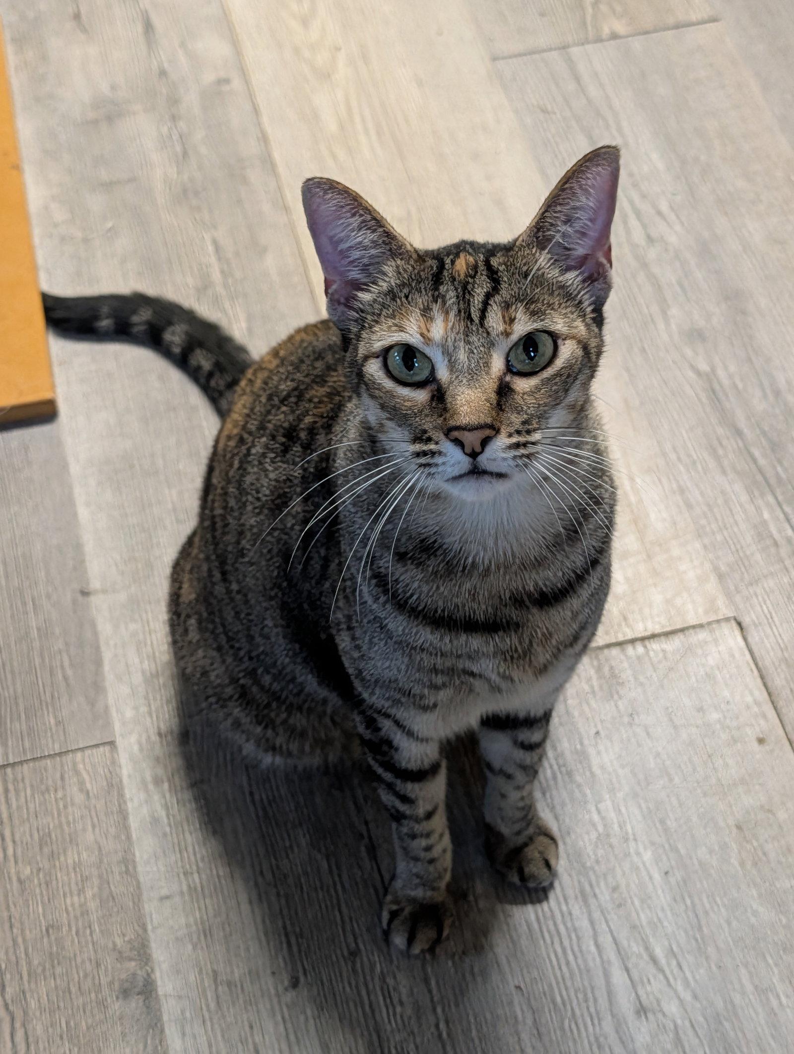 Enlarge Cougar, a Adoptable Domestic Short Hair in Oakland Park, FL image 2/3