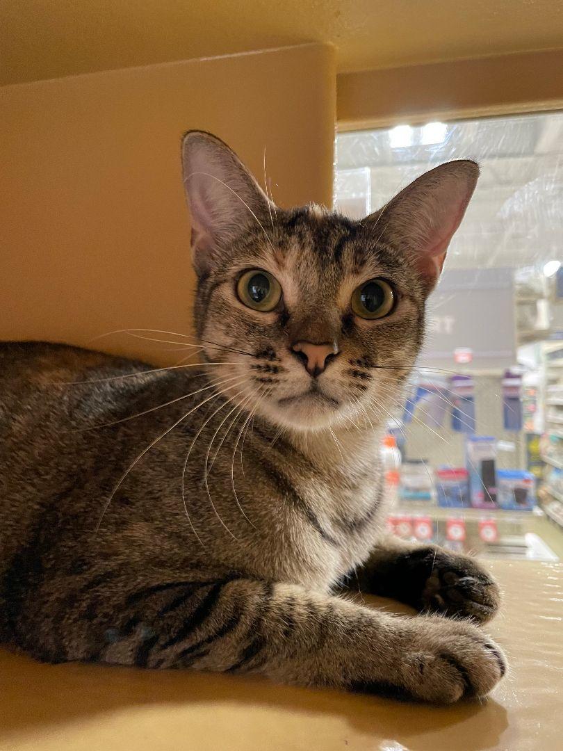 Enlarge Cougar, a Adoptable Domestic Short Hair in Oakland Park, FL image 2/3