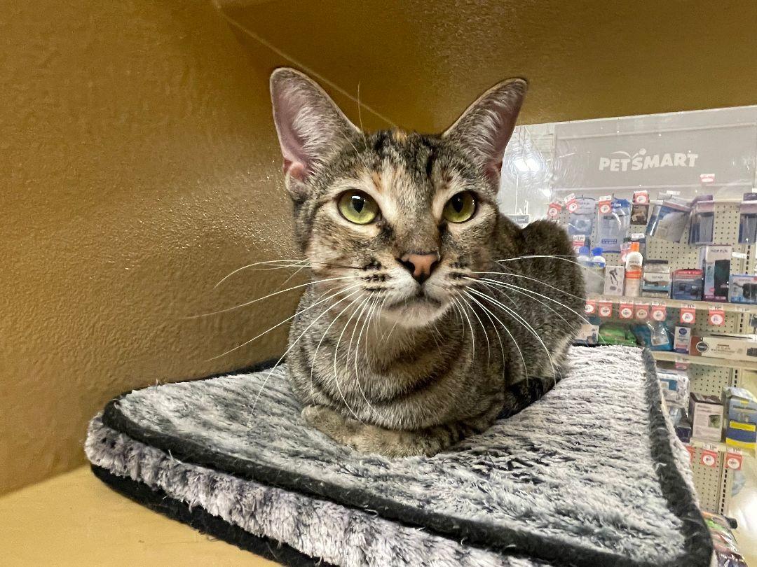 Enlarge Cougar, a Adoptable Domestic Short Hair in Oakland Park, FL image 3/3