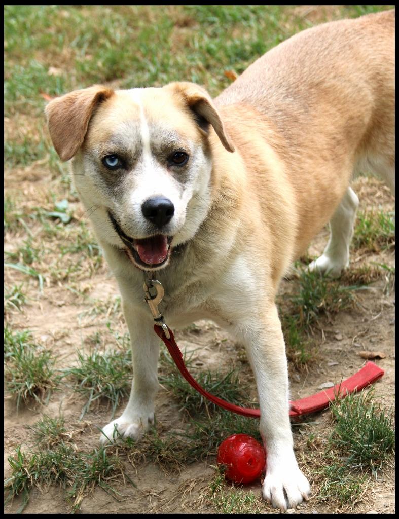 Cinco, a Adoptable mixed breed in Shippenville, PA image 5/6