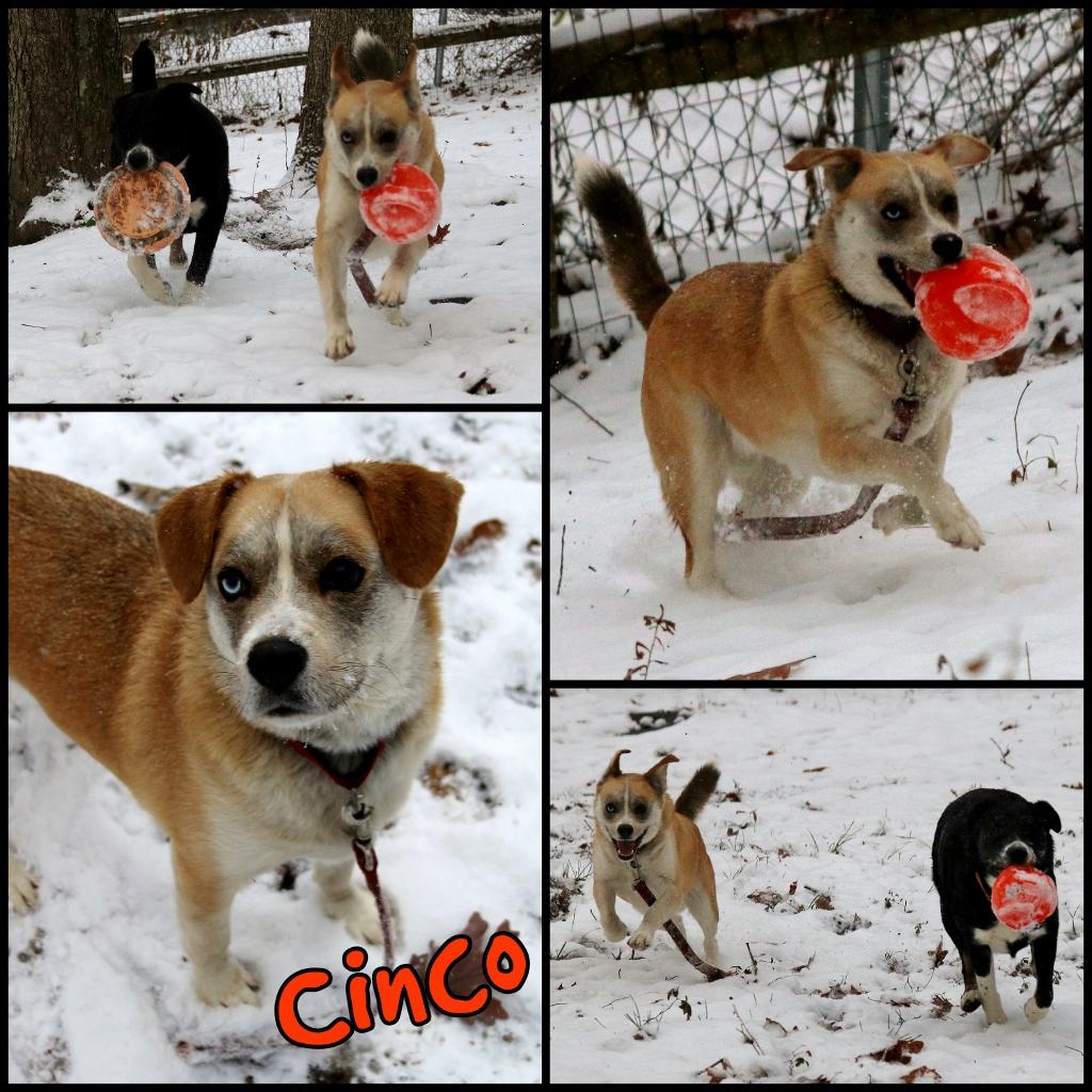 Cinco, Adoptable, Adult Male Husky & Beagle.