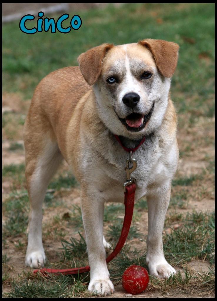 Cinco, adoptable, Adult Male Husky & Beagle.