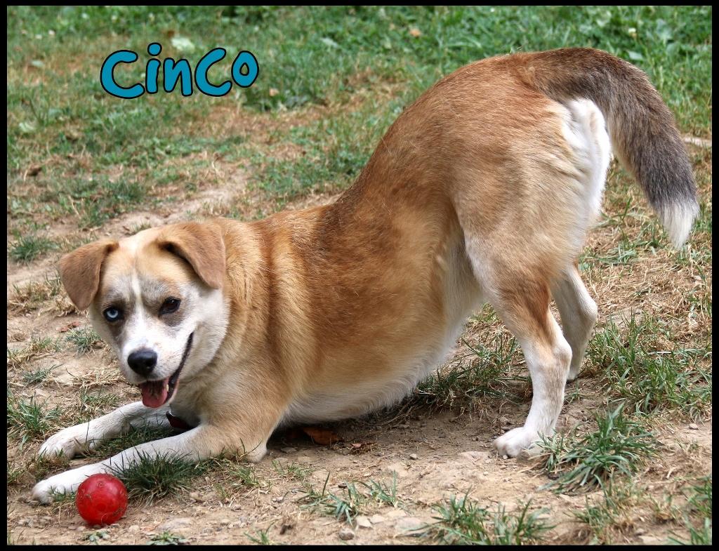 Cinco, a Adoptable mixed breed in Shippenville, PA image 6/6