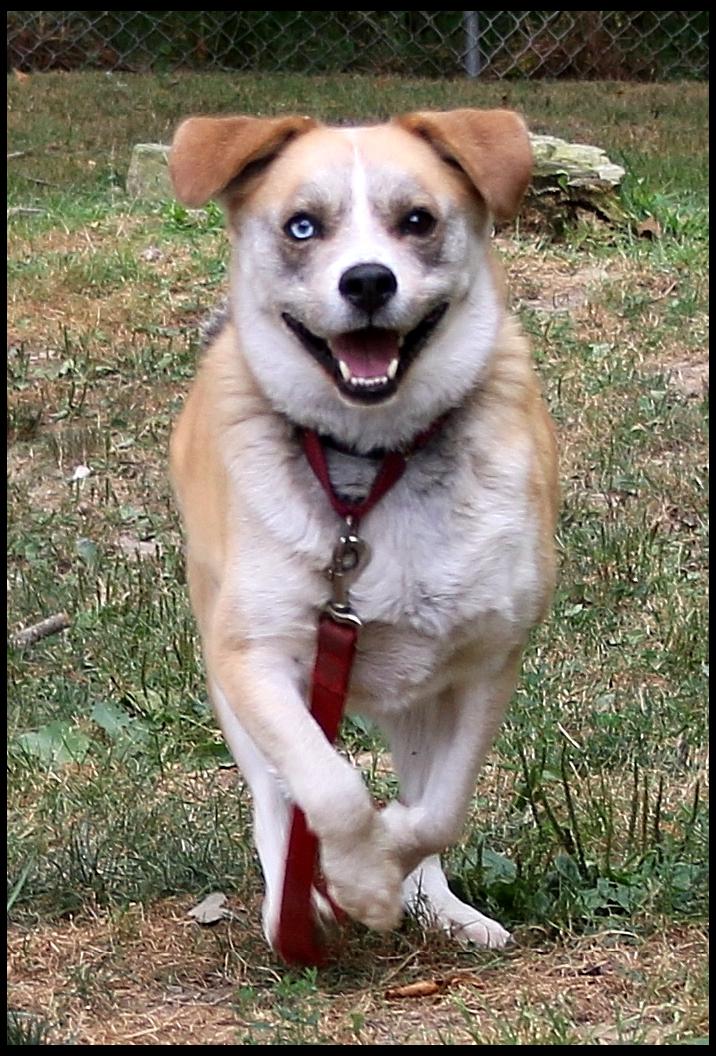 Cinco, Adoptable, Adult Male Husky & Beagle.