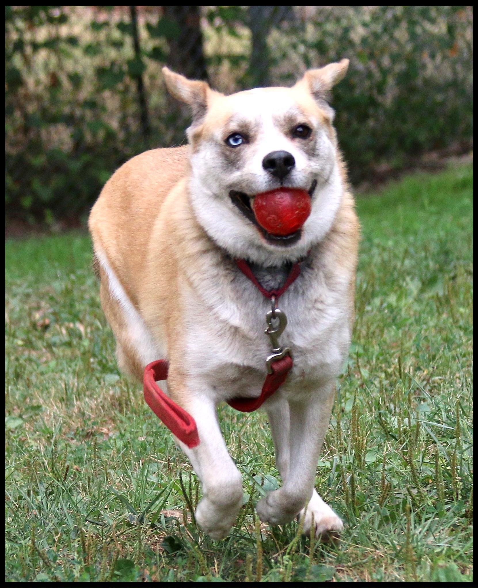 Cinco, a Adoptable mixed breed in Shippenville, PA image 3/6