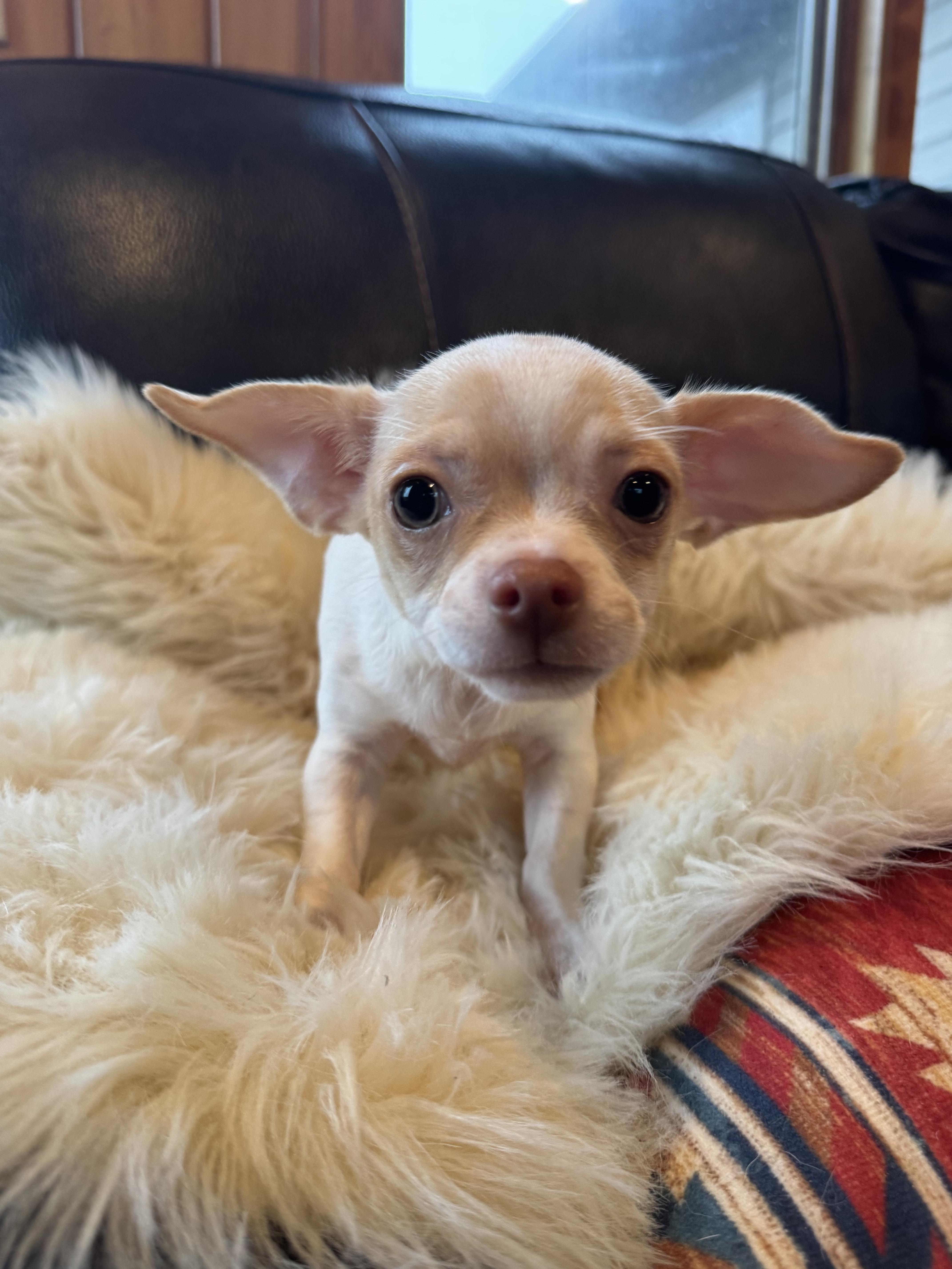 Enlarge Levi, a Adoptable Chihuahua in Glenwood City, WI image 3/5