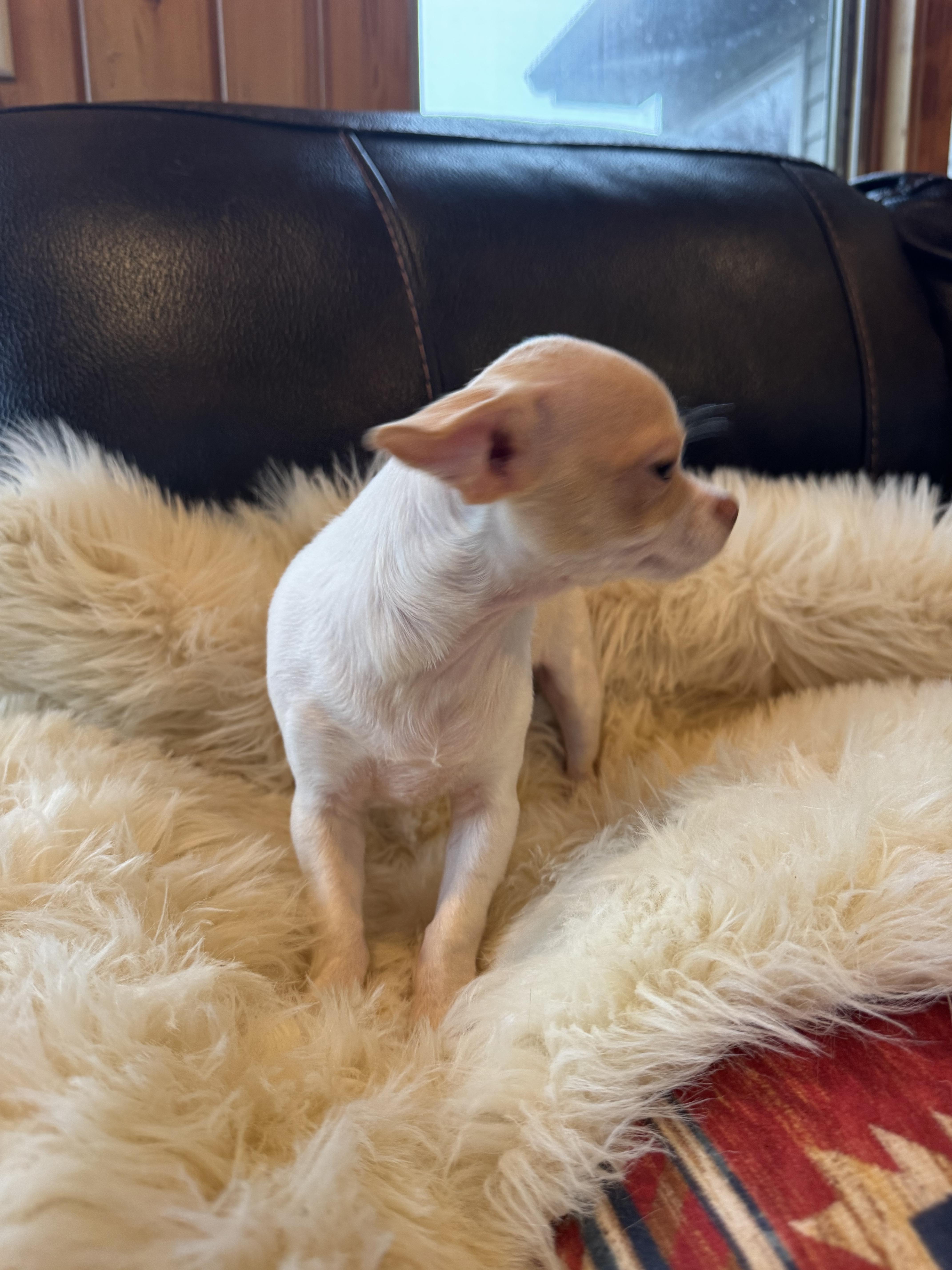 Enlarge Levi, a Adoptable Chihuahua in Glenwood City, WI image 2/5