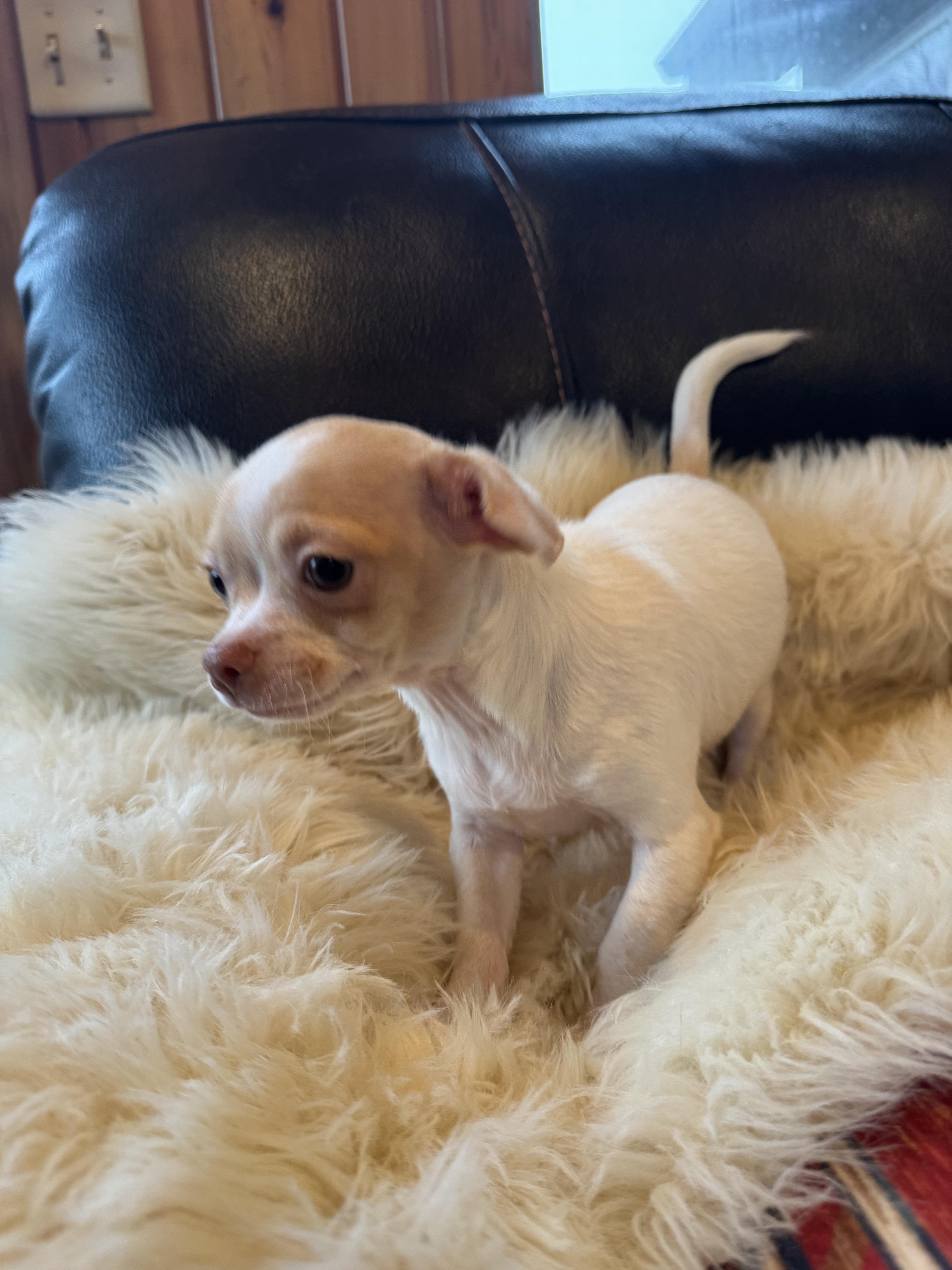 Enlarge Levi, a Adoptable Chihuahua in Glenwood City, WI image 4/5