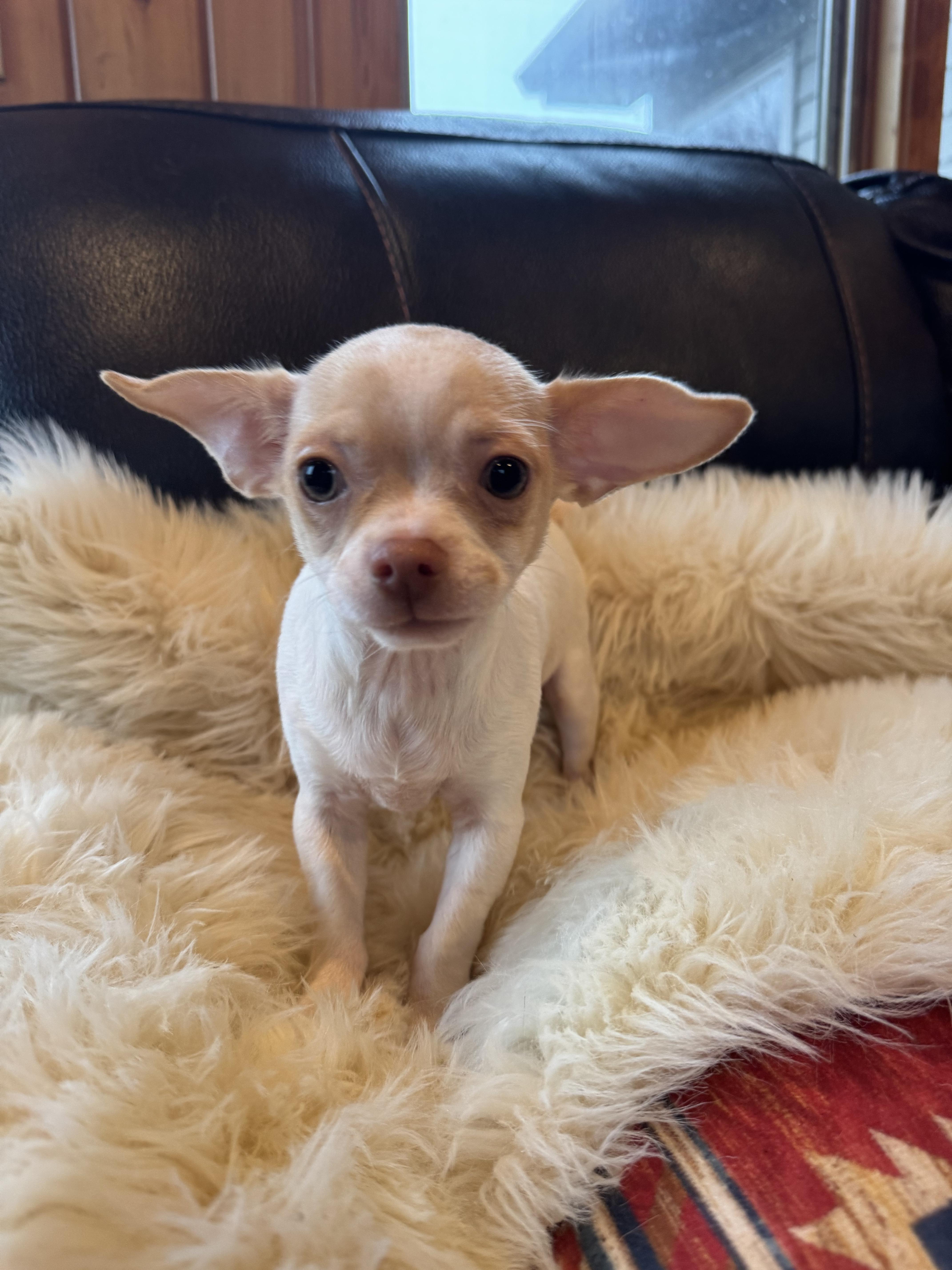 Levi, Adoptable, Puppy Male Chihuahua.
