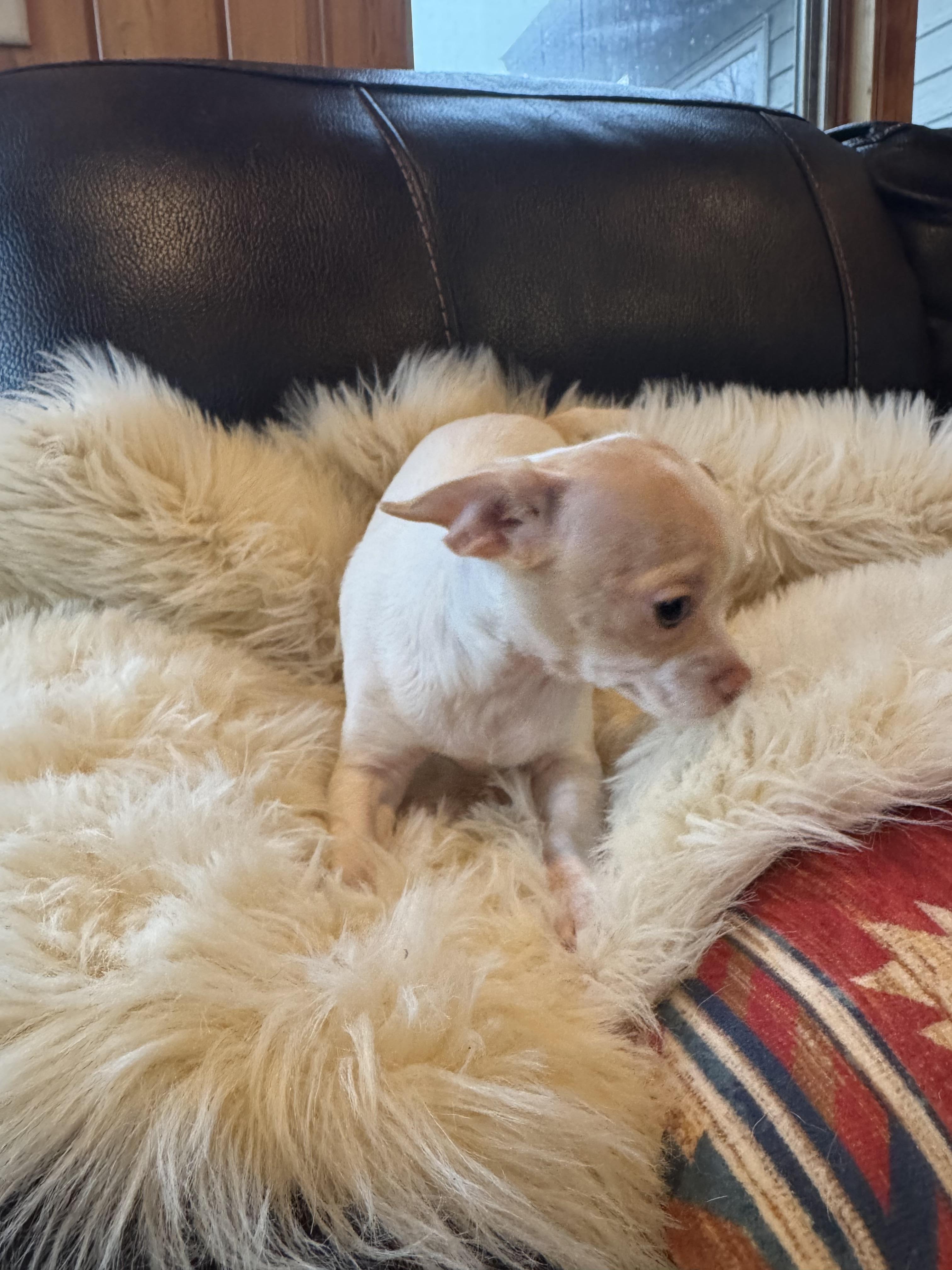 Enlarge Levi, a Adoptable Chihuahua in Glenwood City, WI image 5/5