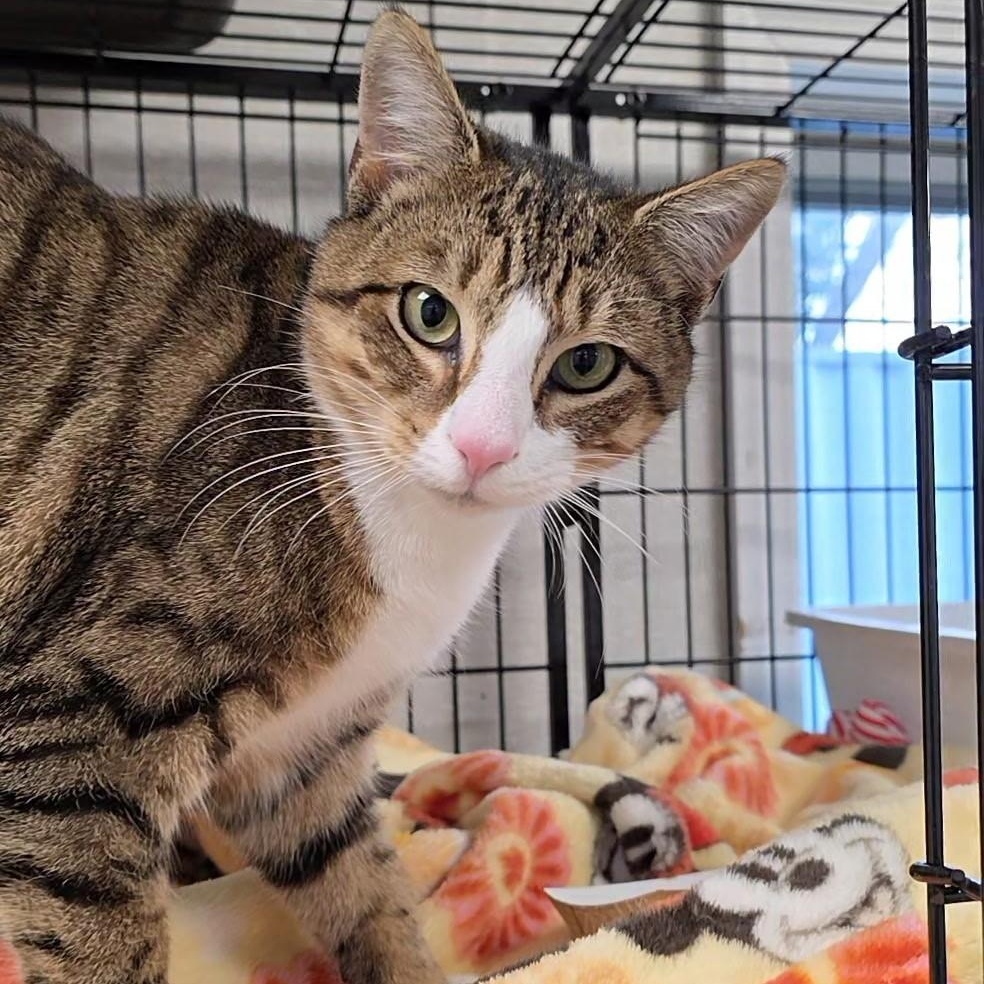 Caspar, ADOPTABLE, Adult Male Domestic Short Hair.