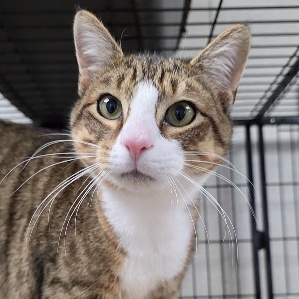 Enlarge Caspar, a ADOPTABLE mixed breed in Smithtown, NY image 2/2