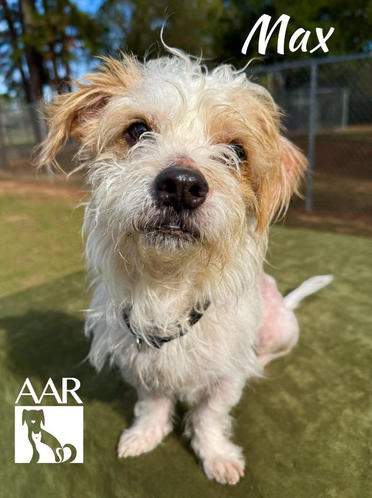 Enlarge Max, a Adoptable mixed breed in Magnolia, TX image 1/6