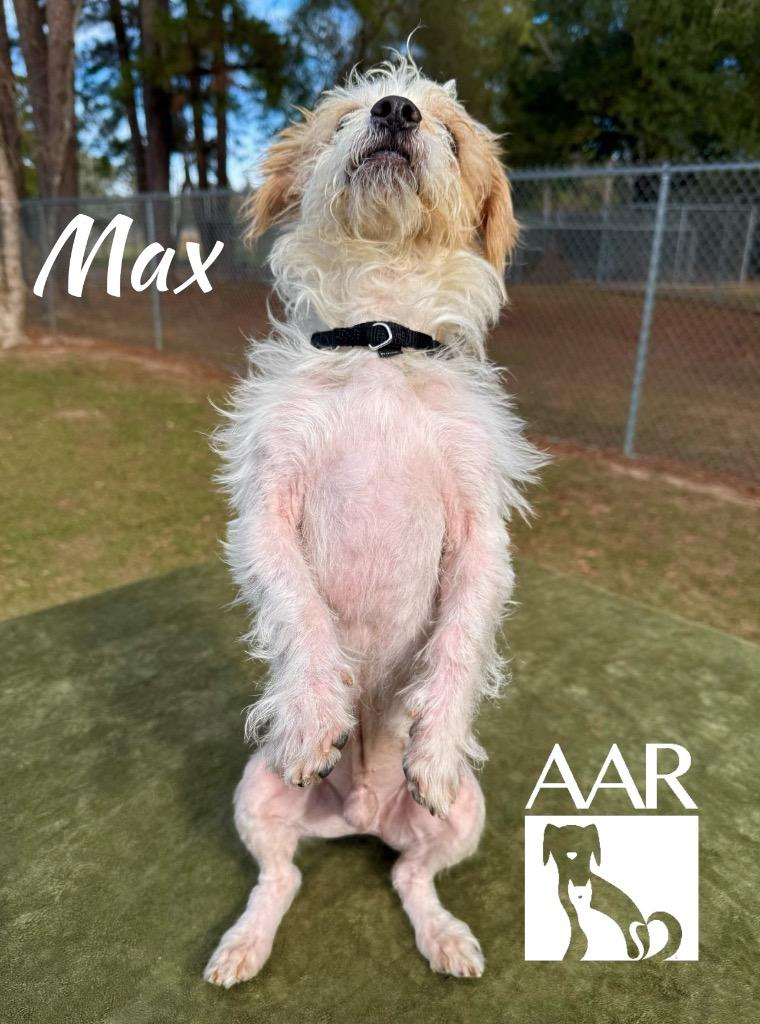 Enlarge Max, a Adoptable mixed breed in Magnolia, TX image 2/6