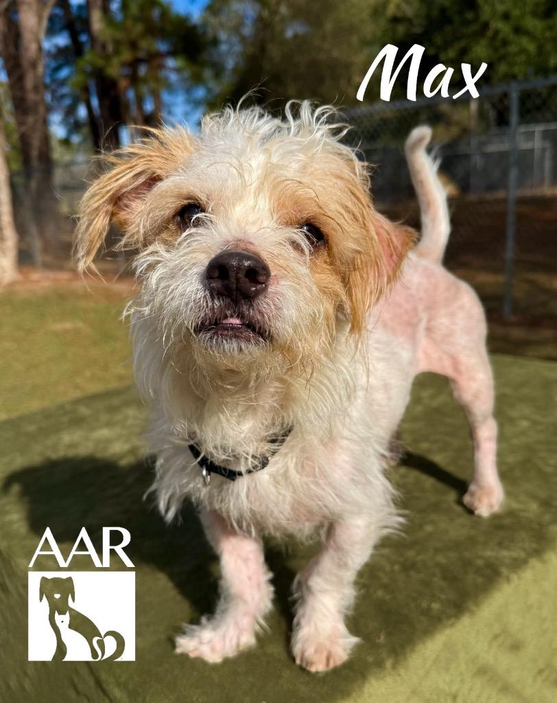 Enlarge Max, a Adoptable mixed breed in Magnolia, TX image 3/6