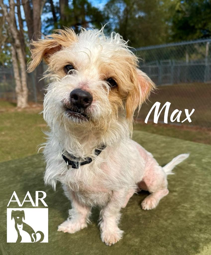 Enlarge Max, a Adoptable mixed breed in Magnolia, TX image 4/6