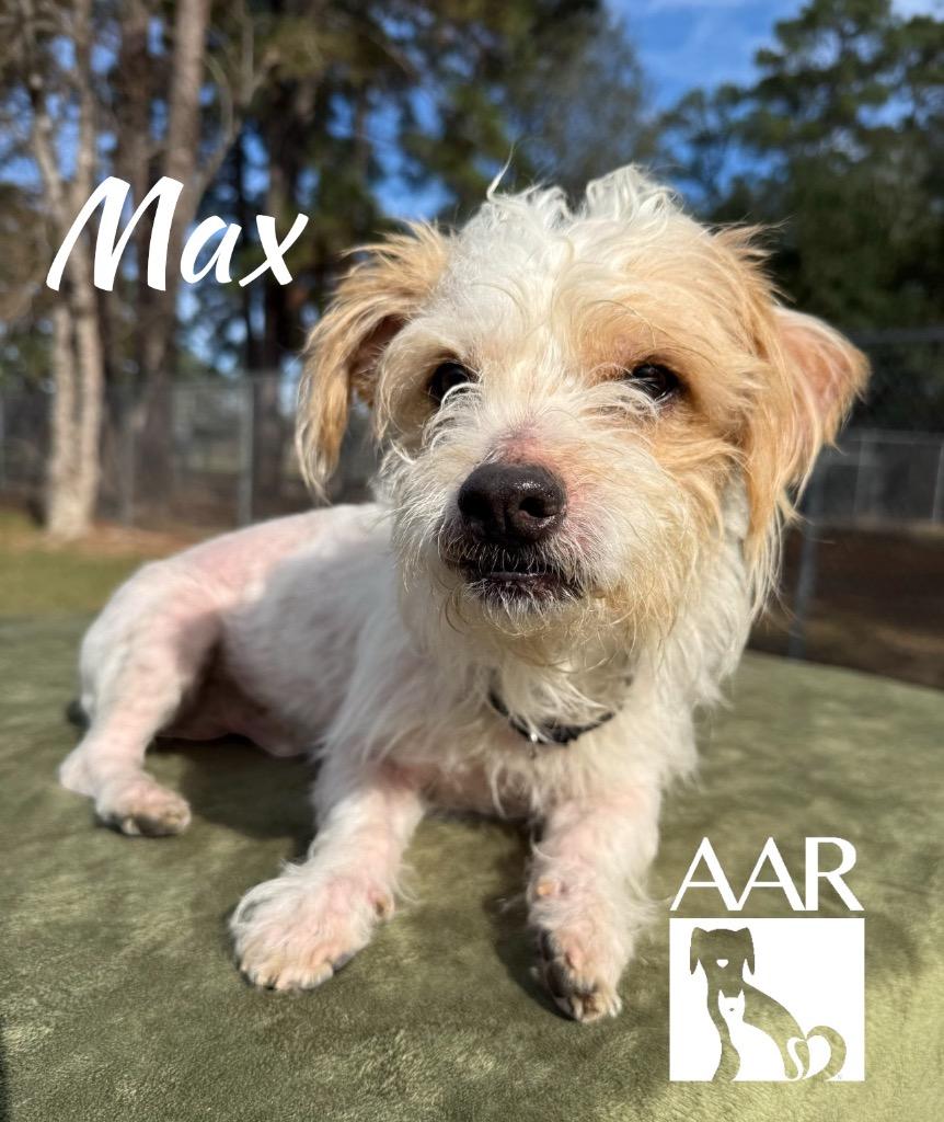 Enlarge Max, a Adoptable mixed breed in Magnolia, TX image 5/6