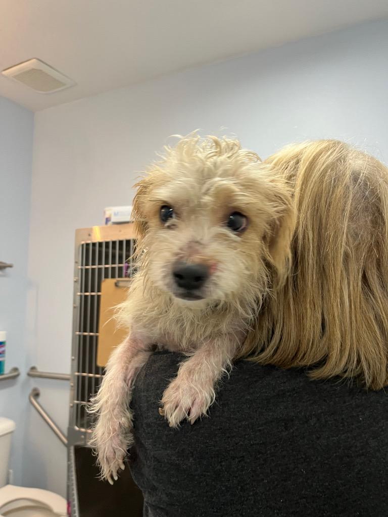 Enlarge Max, a Adoptable mixed breed in Magnolia, TX image 6/6