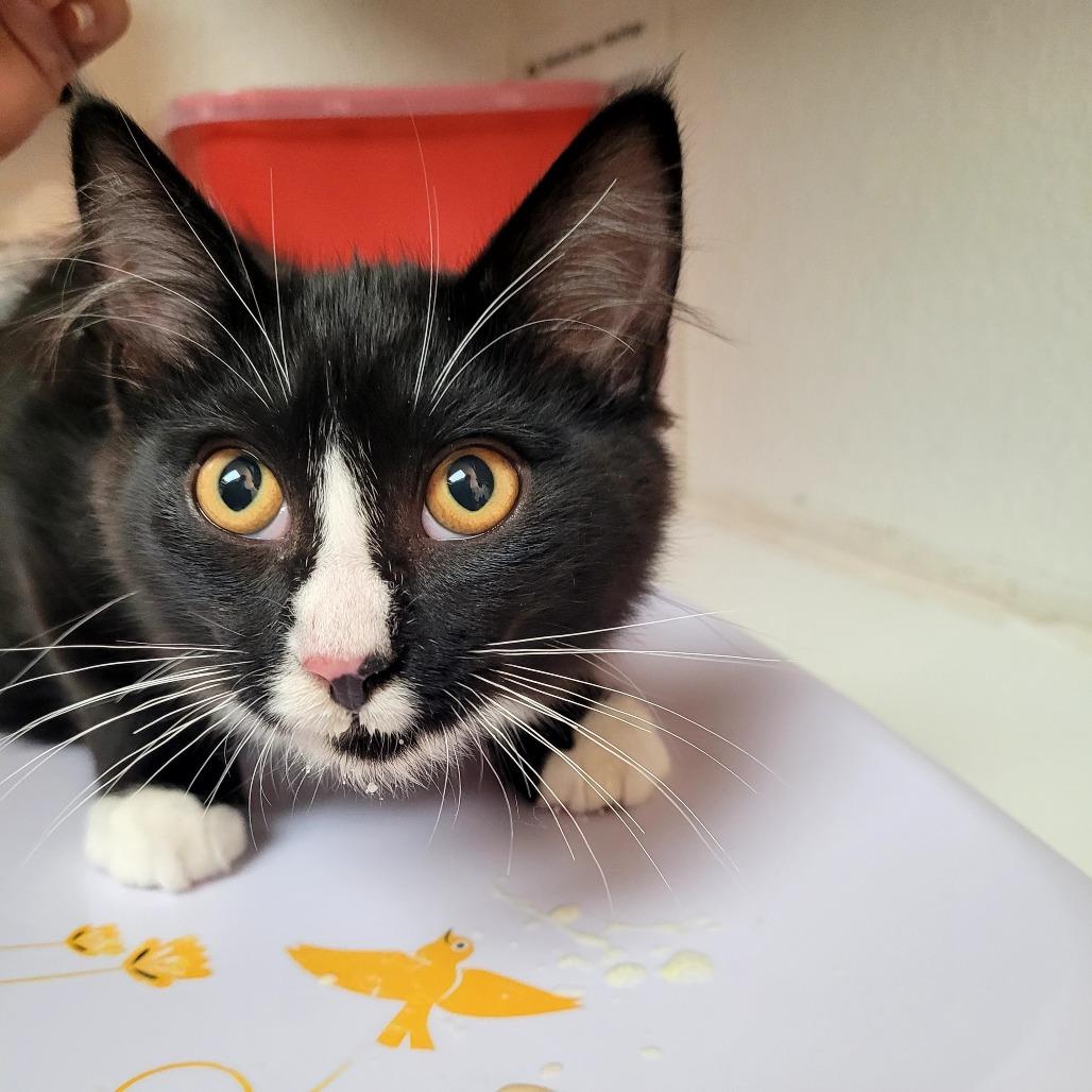 Oliver, Adoptable, Kitten Male Domestic Medium Hair.