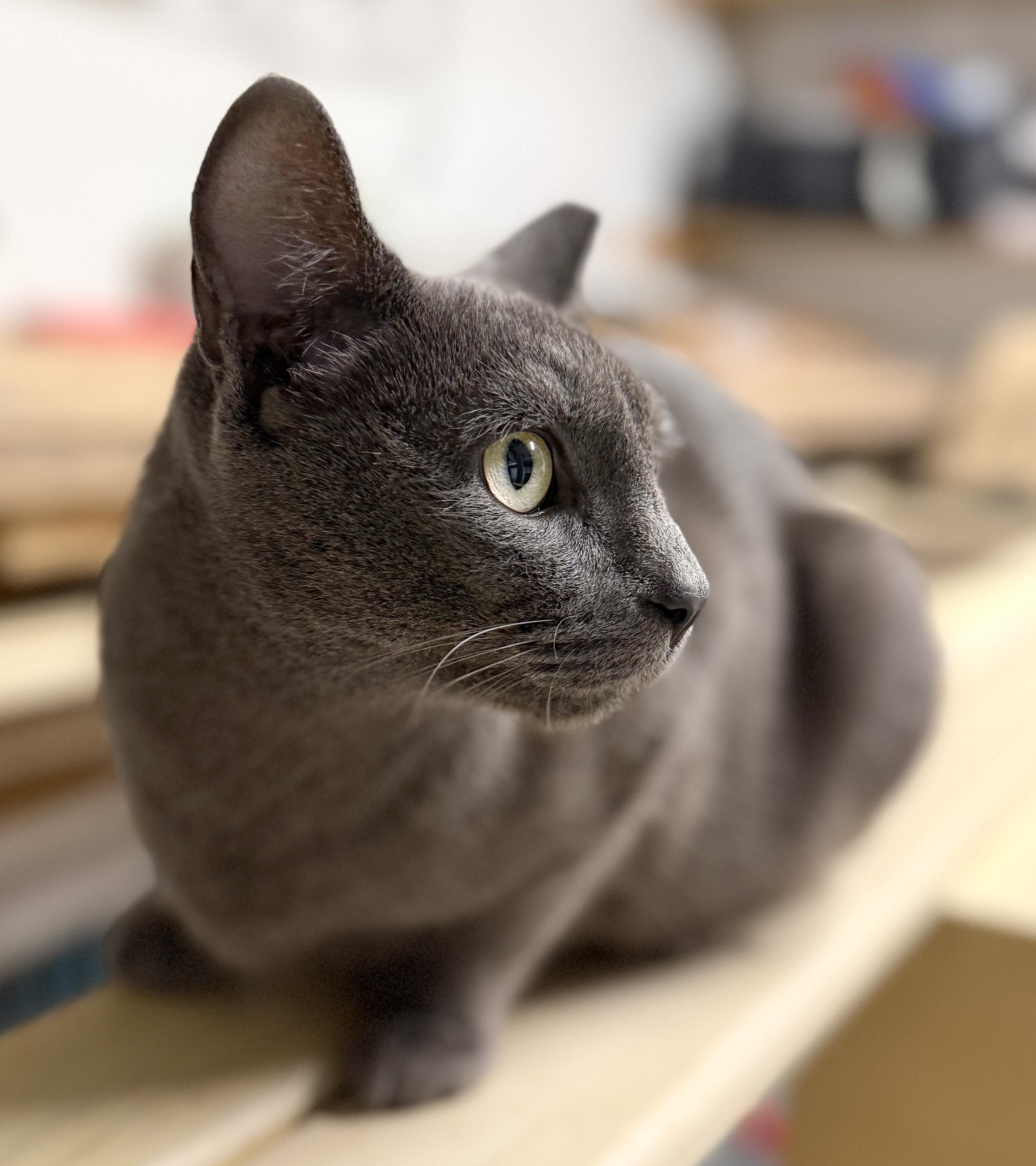 Enlarge Sapphire, a ADOPTABLE Russian Blue in Hilton Head Island, SC image 1/5