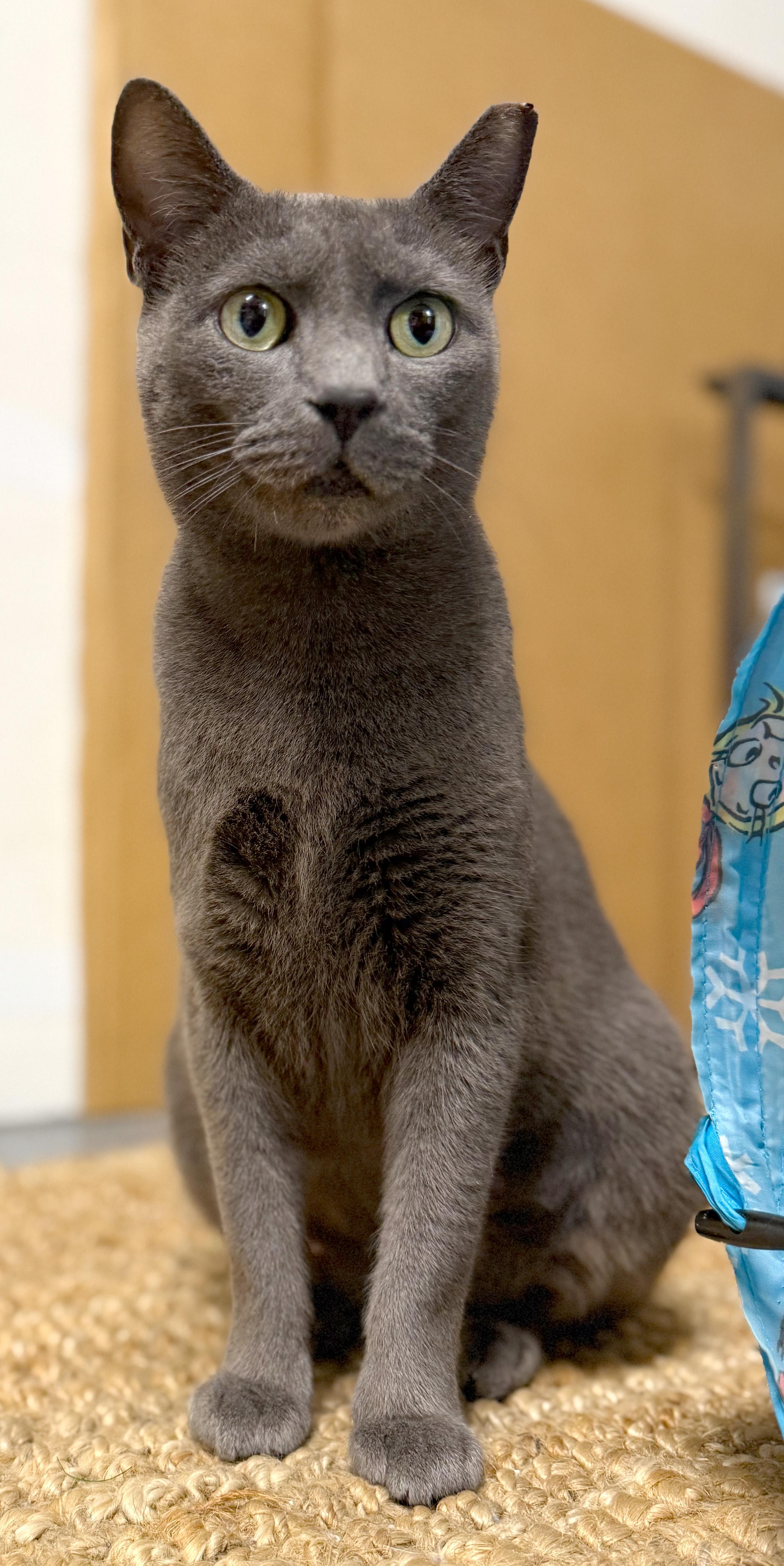 Enlarge Sapphire, a ADOPTABLE Russian Blue in Hilton Head Island, SC image 2/5