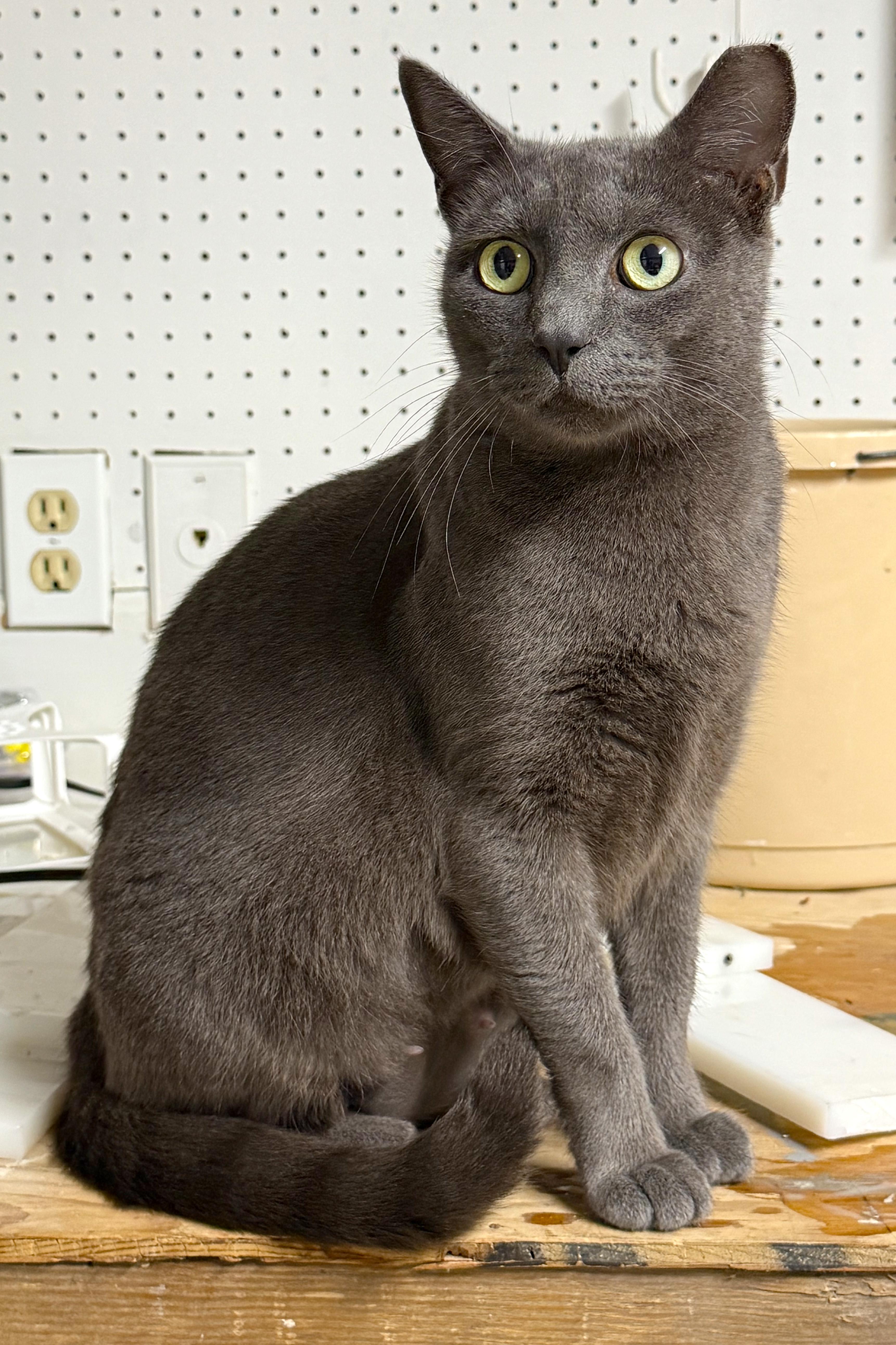 Enlarge Sapphire, a ADOPTABLE Russian Blue in Hilton Head Island, SC image 4/5