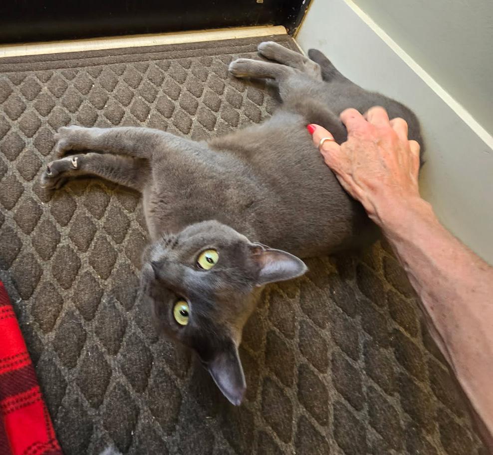Enlarge Sapphire, a ADOPTABLE Russian Blue in Hilton Head Island, SC image 3/5