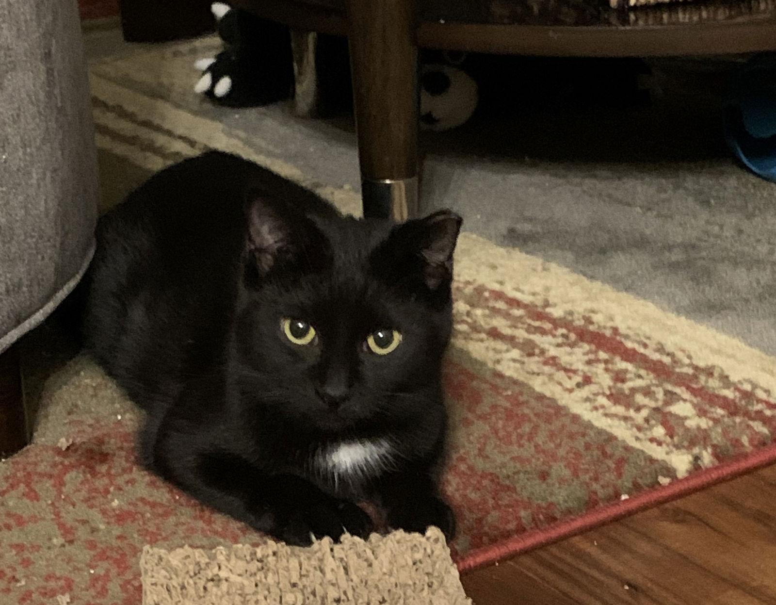 Mercury, a Adoptable Domestic Short Hair in Eureka, MO image 3/3