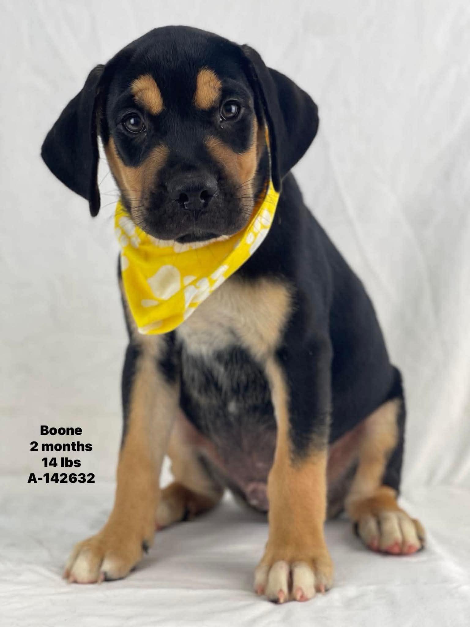 Boone the Rottweiler mix Puppy, Adoptable, Puppy Male Rottweiler & Labrador Retriever.